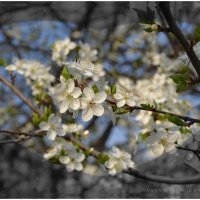 spring bloom :: Tatiana Kretova