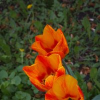 « ..Тюльпаны - это дивные цветы...Кто раз увидел чары их познает...» :: Андрей Нибылица