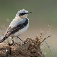 Каменка обыкновенная :: Анна Солисия Голубева