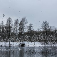 Зимний день :: Алёнка Шапран