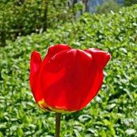 "Красные тюльпаны - шёлковые чаши, По весне лазурной нет нежней и краше..." :: Galina Dzubina