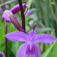 Орхидея :: valeriy khlopunov