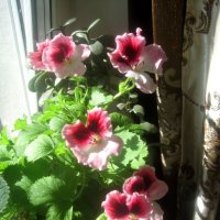 Цветы в моем доме :: Елена Семигина