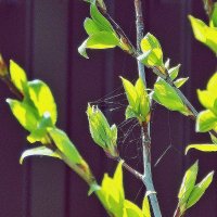 Паутинка без паука :: Фотогруппа Весна
