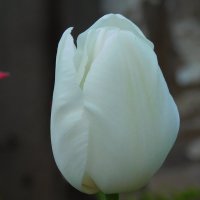 белый тюльпан :: Diana Sokol