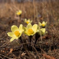 Подснежники :: Павел Иванов