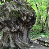 Дерево. :: Береславская Елена 