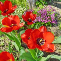 Цветы в моем саду :: Валерий Талашов