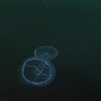 медузы :: Александр Корчемный