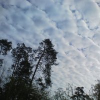 Небо над питомником-2 :: Сергей Гвоздев