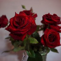 Красная роза ... рубином в бутоне взгляд приковала - живая, как кровь... :: Людмила Богданова (Скачко)