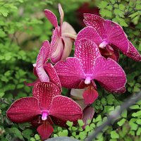 Орхидея :: Alexander Varykhanov