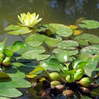 Лилии, водяной гиацинт :: Вера Щукина