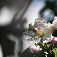цветок яблони :: Наталья Крюкова