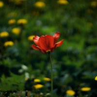 Последний тюльпан в заросшем саду. :: Lidija Abeltinja