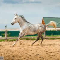 Арабская лошадь :: Светлана Козлова