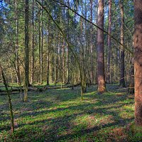 Утро в весеннем лесу :: Александр Кудров