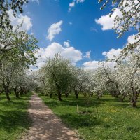 коломенское в период цветения яблонь :: юрий макаров
