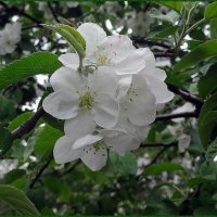 Цветы яблони :: Вера 