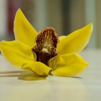 орхидея :: ольга 
