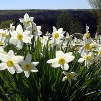 Цветущая память о бывшей усадьбе :: Валерий Чепкасов