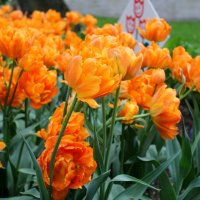 необычные тюльпаны :: Алла Лямкина