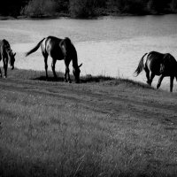 Ходят кони над рекою...... :: Валерия  Полещикова 