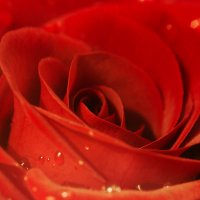 Красная роза :: Сахаб Шамилов