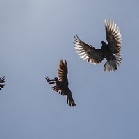 Летите голуби... :: Марина Соколова