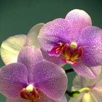 Орхидея :: Сергей Карачин