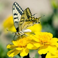 Бабочки :: Александр Грищенко