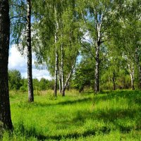 Берёзовая роща в конце мая :: Милешкин Владимир Алексеевич 