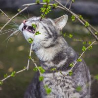 Радуемся весне :: Алёнка Шапран