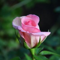 Первая весенняя роза :: Татьяна Евдокимова