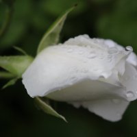 Майская роза :: Veronika Gug