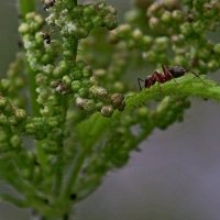 путешествие муравья :: roman 