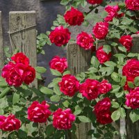 Розы  на заборе :: Natali D