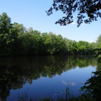 Лесной водоём :: Антонина Гугаева