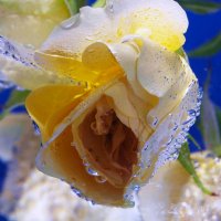 Цветы в аквариуме :: людмила Миронова