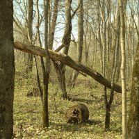 урок геометрии от природы.. :: Михаил Жуковский