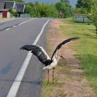 Помешали.... :: Валера39 Василевский.