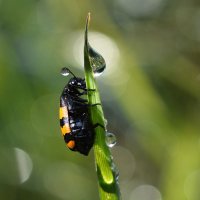 Из  жизни  жука :: Геннадий Супрун