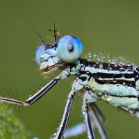 Давай, фотограф, до свидания! :: Olena 