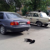 Дворовые коты :: Сергей Коновалов