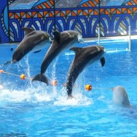 Большой Сочинский Дельфинарий в парке «Ривьера» :: Наиля 