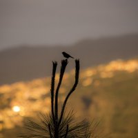Птичка на фоне заката над городом :: Виктор М