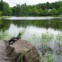 Водный парк Сапокка в Котке :: Елена Павлова (Смолова)