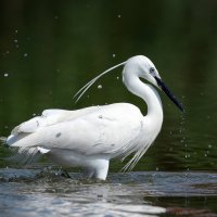 Цапля. :: Светлана Ивановна Медведева