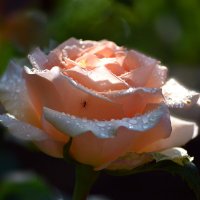Утренняя роза :: Nina Streapan