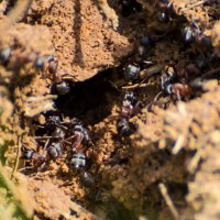Жизнь муравьев :: Кот Шредингера